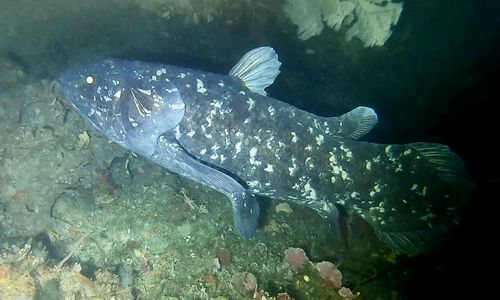 West Indian Ocean coelacanth