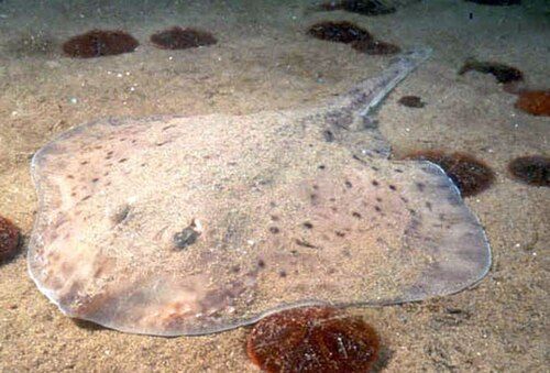 Little skate