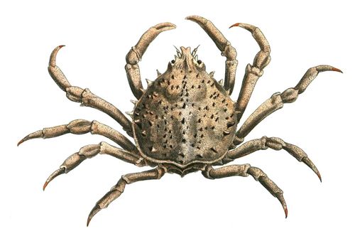 Portly spider crab