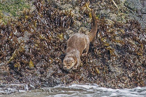 Marine otter