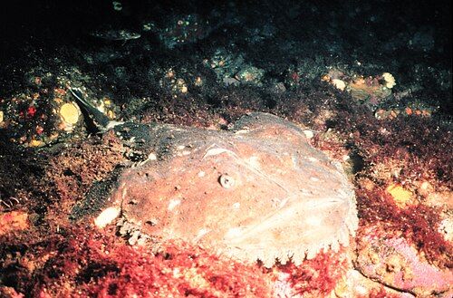 American goosefish