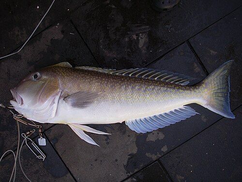 Golden tilefish