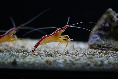 Pacific cleaner shrimp