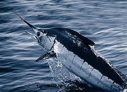 Blue marlin