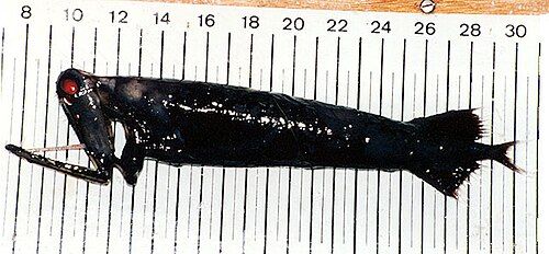 Stoplight loosejaw