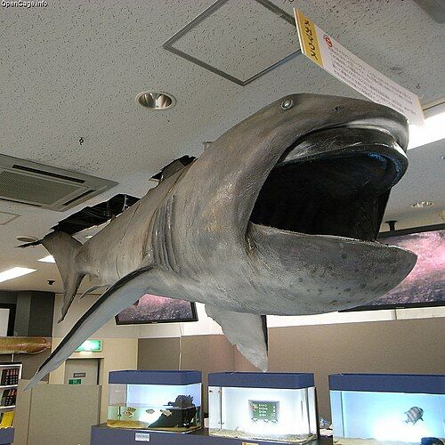 Megamouth shark