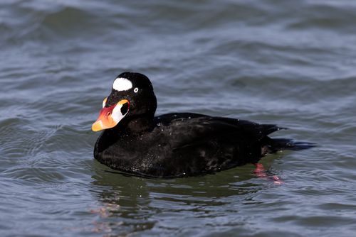 Surf scoter