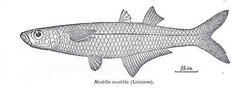 Atlantic silverside