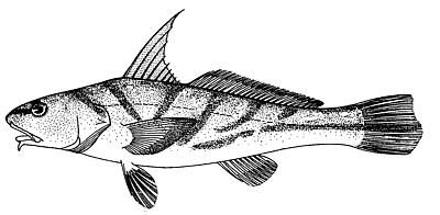 Northern kingfish