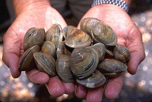 Hard clam