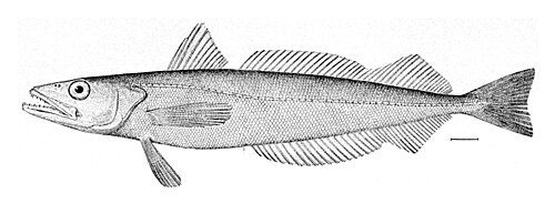 Silver hake