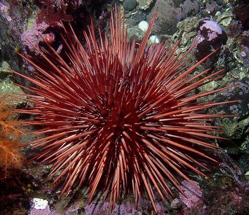 Red sea urchin