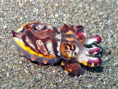 Flamboyant cuttlefish
