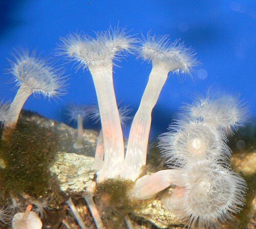 Frilled anemone