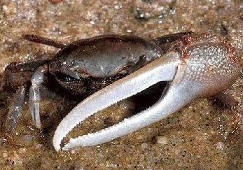 Atlantic marsh fiddler crab