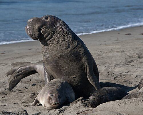 Northern elephant seal