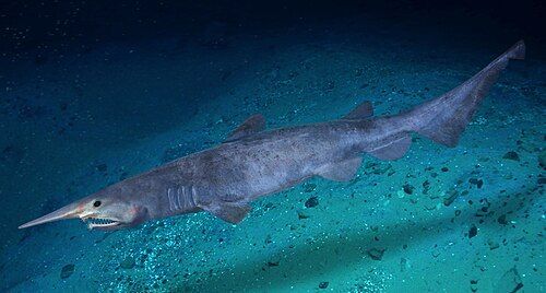 Goblin shark