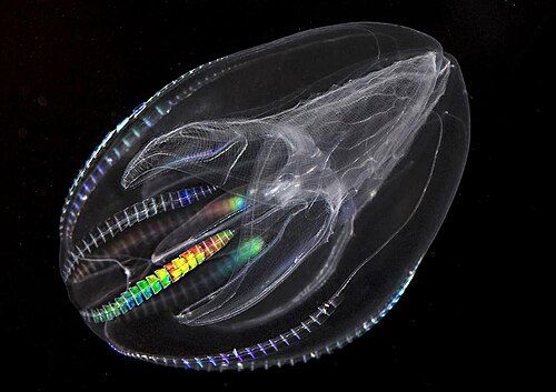Warty comb jelly