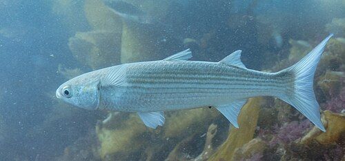Striped mullet