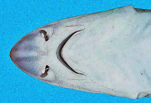 Smooth dogfish
