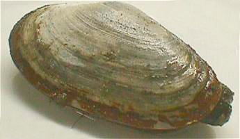 Softshell clam