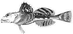 Longhorn sculpin