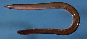 Atlantic hagfish