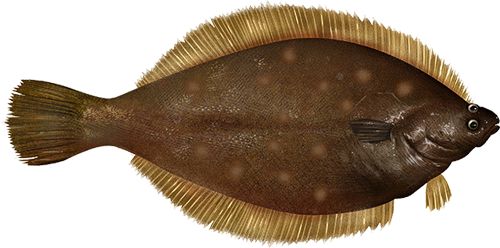 Yellowtail flounder