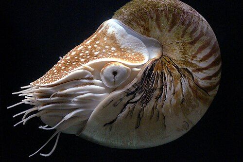 Chambered nautilus