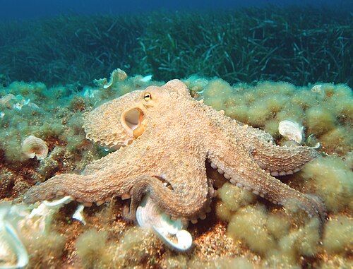 Common octopus