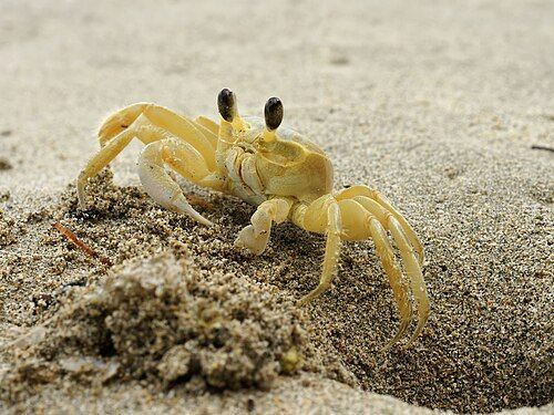 Atlantic ghost crab