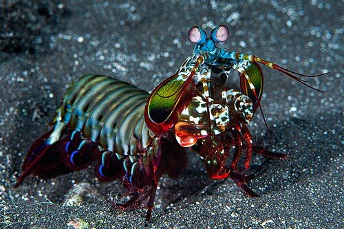 Peacock mantis shrimp