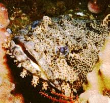 Oyster toadfish