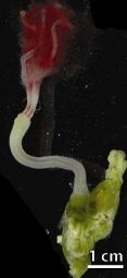 Bone-eating worm