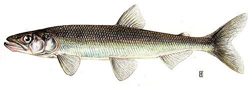 Rainbow smelt