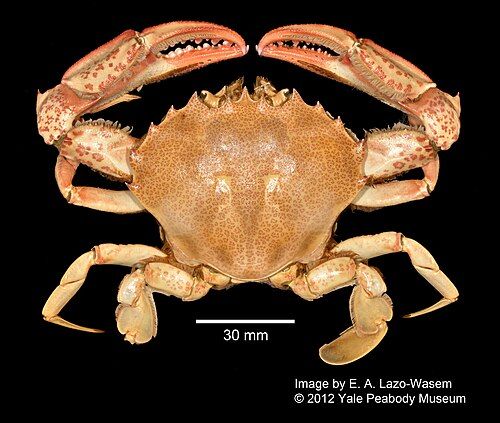 Lady crab