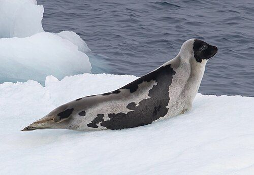 Harp seal