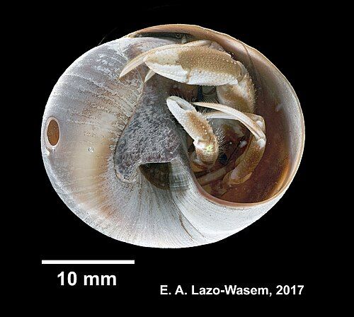 Long-clawed hermit crab