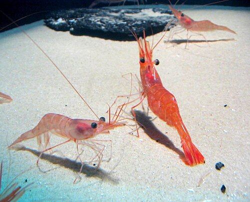 Northern shrimp