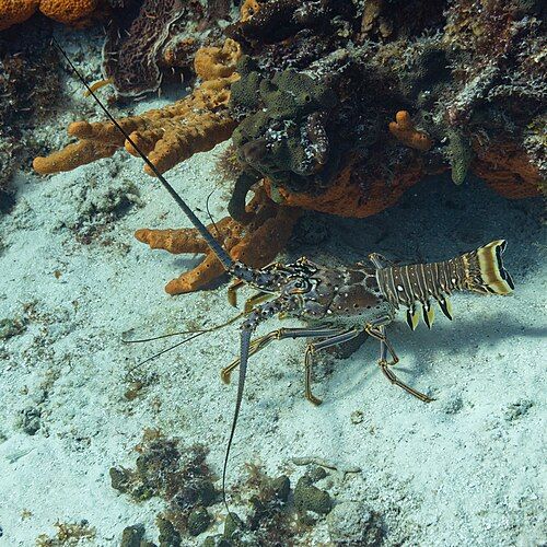 Caribbean spiny lobster