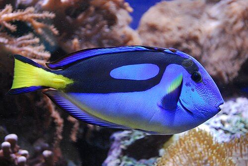 Blue tang