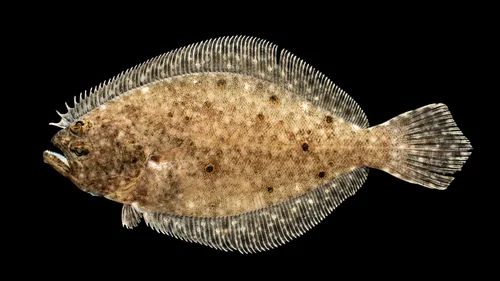 Summer flounder