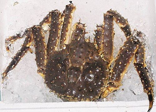 Red king crab