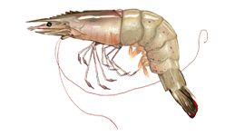 Atlantic white shrimp