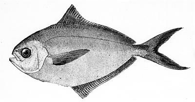 Atlantic butterfish