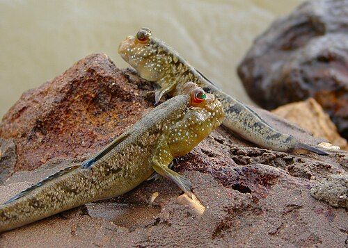 Atlantic mudskipper