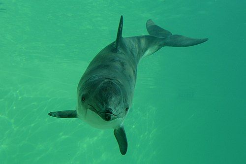 Harbor porpoise