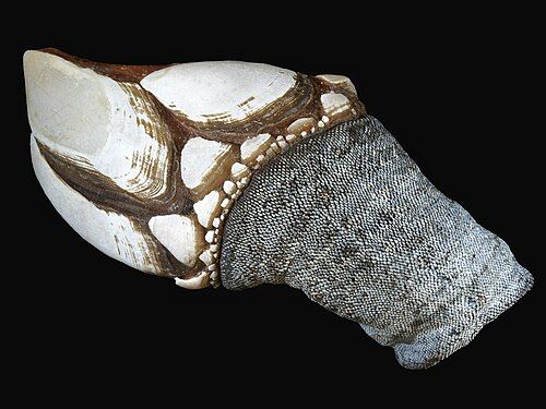 Gooseneck barnacle