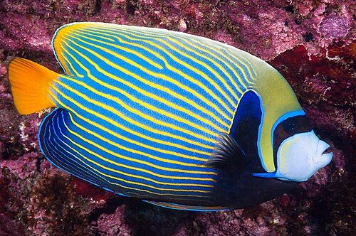Emperor angelfish