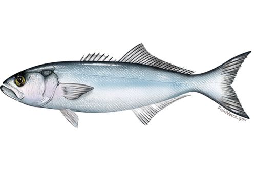 Bluefish